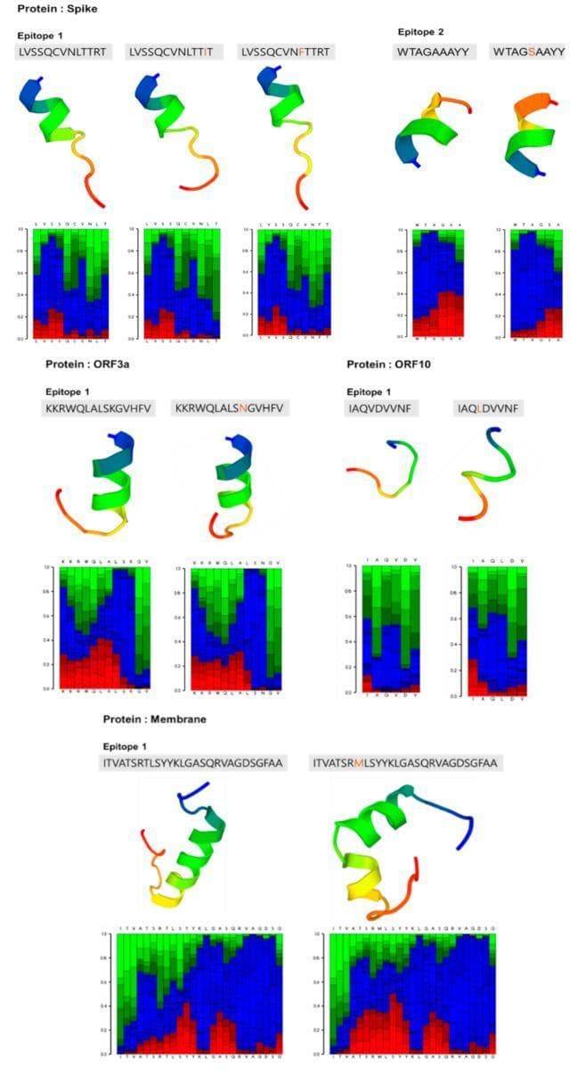 Educational structural bioinformatics plot illustrating the predicted 3D conformations of SARS-CoV-2 epitopes (Spike, ORF3a, ORF10, and Membrane proteins) following amino acid substitutions. Each panel consists of a PEP-FOLD3 ribbon diagram showing secondary structure alongside a corresponding local structure prediction profile bar graph. The ribbon models utilize color-coded gradients (blue to red) to represent the N-to-C terminal progression and conformational states. Below each model, heatmaps indicate the probability of local structural motifs: red indicates helical (alpha-helix) regions, green represents extended (beta-sheet) conformations, and blue denotes coil/random structures. The visualization demonstrates how specific mutations, such as T175M in the Membrane protein or V30L in ORF10, influence the tertiary folding and structural flexibility of B-cell and T-cell candidate antigens. This comparison is critical for evaluating how viral variants may impact epitope recognition and vaccine efficacy.