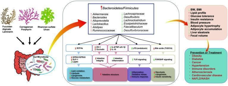 This pathophysiology diagram illustrates the mechanisms by which seaweed-derived bioactive components modulate the gut microbiota to improve metabolic syndrome. The flow begins with bioactive compounds (Fucoidan, Alginate, Laminarin, Carrageenan, Porphyrin, Rhamnan sulfate, and Ulvan) interacting with the gut microbiota. This interaction leads to an increased Bacteroidetes/Firmicutes ratio, specifically increasing beneficial genera like Akkermansia, Bacteroides, and Lactobacillus, while decreasing harmful groups such as Lachnospiraceae and Desulfovibrio. The central panel details subsequent biochemical pathways: increased SCFAs, bile acids (TUDCA), and intestinal tight junction proteins (ZO-1, Occludin), alongside decreased inflammatory markers (IL-6, TNF-α, LPS) and TLR signaling. These changes result in systemic effects: improved intestinal integrity, reduced oxidative stress, enhanced insulin sensitivity, and modulated lipid metabolism. Clinical outcomes shown include decreased BMI, blood pressure, and liver steatosis, as well as improved glucose tolerance. The final panel suggests these mechanisms facilitate the prevention or treatment of obesity, diabetes, hypertension, atherosclerosis, and NAFLD/NASH.