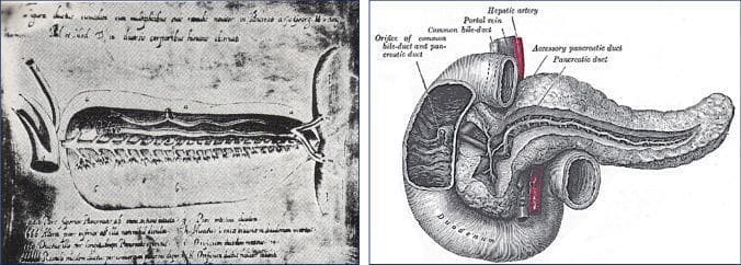 A side-by-side comparison of historical anatomical illustrations of the pancreatic-duodenal region. The left image is a 1642 copperplate engraving by Johann Georg Wirsüng, representing the earliest anatomical drawing of the main pancreatic duct (Wirsüng’s canal) within a lobulated pancreas. The right image is a more detailed 1918 illustration from Gray’s Anatomy, showcasing the complex relationship between the pancreas, duodenum, and biliary system. Key labeled structures in the modern diagram include the head, body, and tail of the pancreas, the main pancreatic duct, and the accessory pancreatic duct (duct of Santorini). The duodenum is shown encircling the pancreatic head, with a windowed view revealing the orifice of the common bile duct and pancreatic duct at the major duodenal papilla. Associated vasculature, including the hepatic artery and portal vein, are also depicted. This comparison illustrates the historical progression of anatomical knowledge regarding exocrine pancreatic structures and their clinical relevance to gastrointestinal physiology.