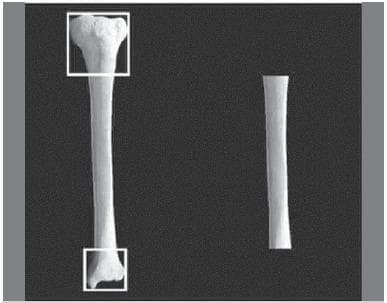 This clinical photograph displays a comparative view of long bone specimen preparation for orthopedic research. On the left, a complete tibia is shown with the proximal and distal epiphyses highlighted by white squares, demonstrating the application of Heim's square to identify the epiphysis-diaphysis transition. On the right, the resulting isolated diaphyseal segment is shown following osteotomy at those precise levels. The specimens exhibit a smooth, off-white surface texture, indicating thorough removal of soft tissue and the periosteum. The image illustrates the standardized anatomical methodology used to obtain uniform diaphyseal bone segments for clinical research, such as biomechanical testing or ultrasonometric analysis of fracture fixation methods. The focus is on the anatomical landmarks and the geometric precision required to isolate the shaft while maintaining consistency across experimental samples.
