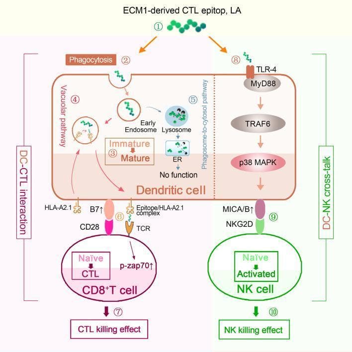 This pathophysiology diagram illustrates the dual activation mechanism of Cytotoxic T Lymphocytes (CTLs) and Natural Killer (NK) cells by a novel ECM1-derived CTL epitope (LA) within a human dendritic cell (DC) model. The process begins with the internalization of the LA epitope into a DC via phagocytosis. Two intracellular fates are depicted: the vacuolar pathway leading to the presentation of the Epitope/HLA-A2.1 complex on the DC surface, and the phagosome-to-cytosol pathway which leads to degradation in the lysosome and ER with no functional outcome. Successful presentation (DC-CTL interaction) triggers the T-cell receptor (TCR) on CD8+ T cells, increasing p-zap70 and activating CTL killing effects. Simultaneously, the diagram shows a signaling pathway (DC-NK crosstalk) where LA activates TLR4, triggering a downstream cascade through MyD88, TRAF6, and p38 MAPK. This cascade upregulates MICA/B on the DC surface, which binds to NKG2D receptors on NK cells to induce activation and NK-mediated anti-tumor killing effects. The schematic uses numerical labels (1-10) to detail the sequential steps of peptide internalization, DC maturation, antigen presentation, and subsequent effector cell activation.