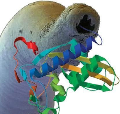 This composite educational image features a Scanning Electron Micrograph (SEM) of a hookworm specimen superimposed with a three-dimensional protein ribbon diagram. The anatomical background shows the anterior end of a parasitic nematode, likely Ancylostoma or Necator species, highlighting the buccal capsule with visible tooth-like structures or cutting plates used for mucosal attachment and blood-feeding. The specimen displays a granular, textured grey and tan surface. Overlaid is a multi-colored ribbon model representing a recombinant protein, such as those secreted by the parasite (e.g., Ancylostoma-secreted proteins). The protein structure illustrates tertiary folding patterns including alpha-helices (blue and green) and beta-pleated sheets (orange and yellow) interconnected by loops. This visual is designed to illustrate concepts in parasitology and vaccine development, specifically targeting hookworm-induced iron deficiency anemia by utilizing secreted recombinant proteins as immunogens to disrupt the parasite's life cycle or feeding mechanisms in humans.