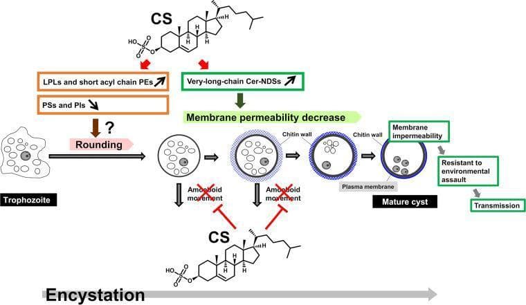 This pathophysiology diagram illustrates the molecular and morphological stages of Entamoeba encystation, highlighting the pleiotropic roles of Cholesterol Sulfate (CS). The process begins with an irregular trophozoite transitioning into a spherical shape (rounding). This morphological change is associated with an increase in lysophospholipids (LPLs) and short acyl chain phosphatidylethanolamines (PEs), and a decrease in phosphatidylserines (PSs) and phosphatidylinositols (PIs). Simultaneously, CS triggers an increase in very-long-chain Ceramide non-hydroxy-fatty acid dihydrosphingosines (Cer-NDSs), which leads to decreased membrane permeability. Structurally, the cell develops a chitin wall around the plasma membrane, eventually forming a mature cyst characterized by membrane impermeability. The diagram shows that CS also functions to inhibit amoeboid movement during this transition, facilitating the formation of a rigid, spherical cyst. The clinical significance of this process is the acquisition of resistance to environmental assault, which is essential for successful parasite transmission. Key terms depicted include trophozoite, mature cyst, chitin wall, and various lipid signaling molecules involved in protozoan development.