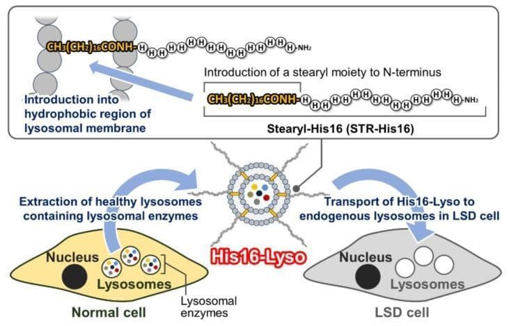 This medical pathophysiology diagram illustrates the schematic process of Organelle Replacement Therapy (ORT) for Lysosomal Storage Diseases (LSD). The workflow is divided into three primary stages. 1) Extraction: Healthy lysosomes containing functional lysosomal enzymes are harvested from a 'Normal cell'. 2) Modification: The molecular structure of the modification agent, Stearyl-His16 (STR-His16), is detailed, showing a stearyl moiety (CH3(CH2)16CONH-) attached to the N-terminus of a 16-residue histidine chain. This hydrophobic stearyl group is inserted into the lysosomal membrane's lipid bilayer to create 'His16-Lyso'. 3) Delivery: The modified lysosomes are transported into an 'LSD cell', where they reach and merge with endogenous, dysfunctional lysosomes. The educational focus is on a novel enzyme replacement strategy that utilizes intact organelle transport rather than isolated protein delivery. The diagram uses color-coded cells (yellow for normal, grey for LSD) and detailed chemical structures to explain the pharmacological mechanism of membrane modification and cellular uptake.