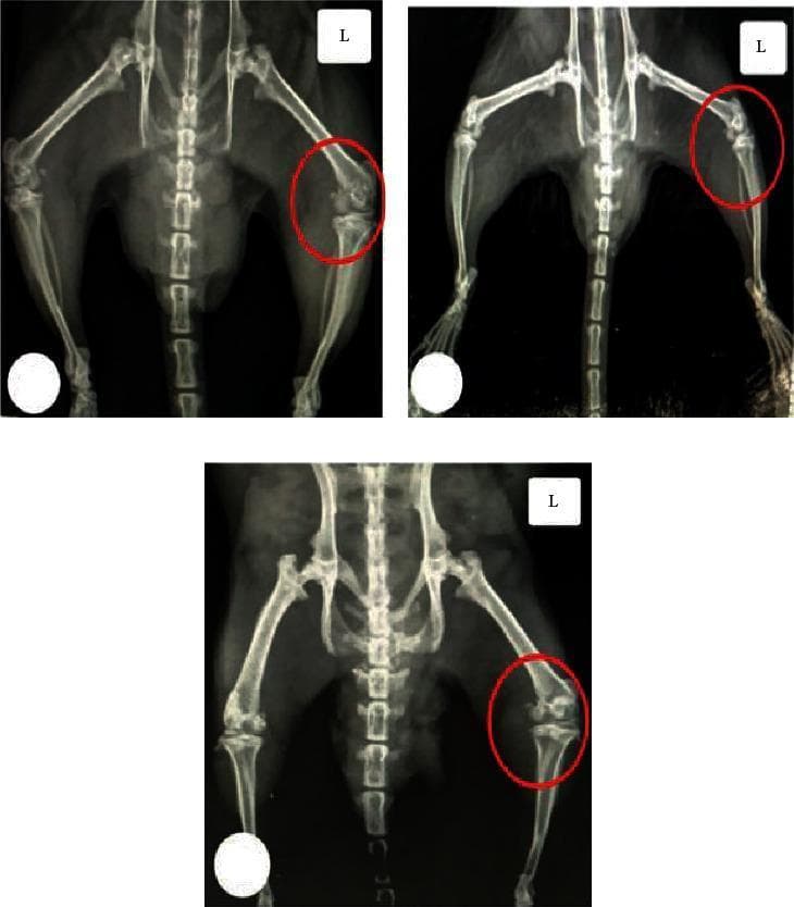 This diagnostic image consists of three X-ray radiographs illustrating a comparative study of knee osteoarthritis (OA) in a rat model. The radiographs focus on the left knee joint (marked 'L' and circled in red) across different experimental conditions. (A) Normal control group: Shows preserved joint space, smooth articular surfaces, and normal bone density. (B) MIA-treated group (monosodium iodoacetate-induced OA): Demonstrates significant radiographic alterations including marked narrowing of the joint space, subchondral bone sclerosis, surface irregularities suggesting cartilage erosion, and the formation of marginal osteophytes (bony spurs). (C) MIA + CUR-loaded PLGA NP-treated group: Shows a joint morphology more similar to the normal control, with improved joint space maintenance and smoother articular surfaces compared to the untreated OA group. This comparison is used to evaluate the therapeutic efficacy of curcumin-loaded nanoparticles in attenuating joint destruction and hindering the progression of osteoarthritis.