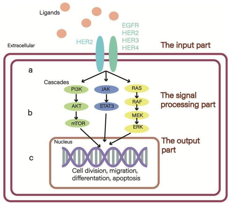 A pathophysiology diagram illustrating the ErbB/HER2 signaling network, organized into three functional sections: input, signal processing, and output. (a) The input part shows extracellular ligands binding to transmembrane ErbB receptors (EGFR, HER2, HER3, and HER4), highlighting the role of HER2 heterodimers. (b) The signal processing part depicts three vertical intracellular signaling cascades: the PI3K/AKT/mTOR pathway (green), the JAK/STAT3 pathway (blue), and the RAS/RAF/MEK/ERK (MAPK) pathway (yellow). Each cascade follows a downward flow of activation. (c) The output part shows these pathways converging on the cell nucleus, represented by a DNA double helix. This section indicates downstream cellular effects including cell division, migration, differentiation, and apoptosis. This schematic provides a clinical overview of how HER2 overexpression drives tumorigenic processes and drug resistance mechanisms in cancers such as invasive breast cancer.