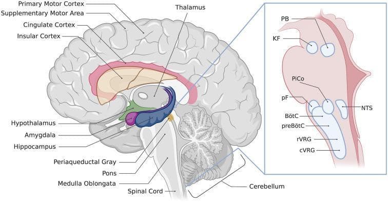 This medical anatomical diagram illustrates a mid-sagittal section of the human brain, highlighting the key regions involved in the neurological control of breathing. The main illustration color-codes forebrain and limbic structures: the Cingulate Cortex (pink), Insular Cortex (tan), Thalamus (gray), Hypothalamus (green), Amygdala (purple), and Hippocampus (dark blue). Landmarks such as the Primary Motor Cortex, Supplementary Motor Area, Periaqueductal Gray (PAG), Pons, Medulla Oblongata, and Cerebellum are clearly labeled. An enlarged inset provides a detailed view of the brainstem's respiratory control centers within the medulla and pons. This inset identifies specialized nuclei including the Parabrachial nuclei (PB), Kölliker-Fuse nucleus (KF), post-inspiratory complex (PiCo), parafacial respiratory groups (pF), Nucleus of the solitary tract (NTS), Bötzinger complex (BötC), preBötzinger complex (preBötC), and the rostral and caudal ventral respiratory groups (rVRG, cVRG). The diagram effectively maps the hierarchical organization of respiratory regulation from higher cortical and limbic centers down to autonomic brainstem nuclei and the spinal cord.