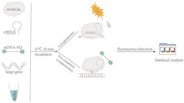 This pathophysiology diagram illustrates the in vitro mechanism of the CRISPR/enAsCas12a assay system used for nucleic acid detection and Single Nucleotide Polymorphism (SNP) identification. The workflow begins on the left with initial components: enAsCas12a protein (cloud-like shape), crRNA (hairpin structure), an ssDNA-FQ reporter (fluorophore-linker-quencher), a target gene (wavy DNA strand), and reaction buffer. Following incubation at 37°C for 10 minutes, the algorithm branches into two outcomes based on crRNA-target complementarity. In the 'Complementary' pathway, the crRNA binds perfectly to the target within the enAsCas complex, activating its trans-cleavage activity; this results in the cleavage of the ssDNA-FQ reporter, releasing a fluorescent signal (depicted by a starburst 'F'). In the 'Not completely complementary' pathway (representing an SNP mismatch, marked by an 'X'), the enzyme remains inactive, the reporter stays intact, and no fluorescence is generated. Both pathways culminate in fluorescence detection and statistical analysis, represented by a data folder icon. The diagram highlights the system's specificity for molecular diagnostics and genetic analysis.