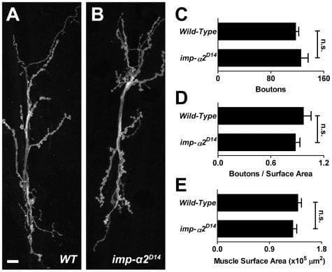 Educational panel illustrating the morphological and quantitative analysis of the neuromuscular junction (NMJ). (A-B) Representative confocal microscopy images of NMJs from a wild-type (WT) and an importin-α2 (imp-α2D14) mutant larva. The images utilize anti-HRP staining to visualize the branching presynaptic nerve terminals and characteristic synaptic boutons, which appear as small, spherical protrusions along the axonal branches. Scale bar indicates 10 µm. (C-E) Series of horizontal bar graphs providing quantitative comparison between wild-type and mutant samples. Graph C measures total bouton number; Graph D shows bouton number normalized to muscle surface area; Graph E displays the total muscle surface area (x10^5 µm²). All three graphs demonstrate statistically equivalent values between the two groups, labeled with 'n.s.' (non-significant), indicating that importin-α2 is not required for basic morphological synapse development or muscle growth in this model. The data points represent the mean with error bars indicating S.E.M.