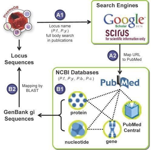 A bioinformatics flowchart illustrating an automated pipeline for malaria literature mining, specifically focusing on Plasmodium species (P. falciparum, P. yoelii, P. berghei, and P. chabaudi). The diagram details two distinct methodological pathways: Approach A (Full-text Search) begins at PlasmoDB (A1), where locus names are extracted for full-body searches in scientific publications via Google Scholar and SCIRUS, followed by mapping URLs to PubMed entries (A2). Approach B (NCBI Database Mining) utilizes the NCBI database network (B1) to retrieve associations between proteins, nucleotides, and genes from PubMed Central and PubMed. This path concludes with Step B2, where GenBank gi sequences are mapped back to malaria locus sequences using BLAST alignment. The diagram emphasizes the integration of genomic data with peer-reviewed literature to identify functional associations in parasitology and infectious disease research.