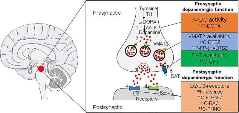 This medical illustration depicts a dopaminergic synapse within the brain, focusing on molecular targets for Positron Emission Tomography (PET) radiotracers used in diagnosing Parkinson's disease. The diagram is divided into presynaptic and postsynaptic components. The presynaptic section illustrates dopamine synthesis (Tyrosine to L-DOPA via TH, then to Dopamine via AADC), vesicular storage mediated by VMAT2, synaptic release, and reuptake via the dopamine transporter (DAT). Corresponding PET tracers are listed: 18F-DOPA for AADC activity; 11C-DTBZ and 18F-FP-(+)-DTBZ for VMAT2 availability; and 11C-CFT for DAT availability. The postsynaptic section identifies D2 and D3 receptors as primary targets, with listed tracers including 18F-fallypride, 11C-FLB457, 11C-RAC, and 11C-PHNO. A sagittal brain diagram provides anatomical context, highlighting the midbrain/striatal region as the focus of these neuroimaging techniques. The educational focus is on the in vivo assessment of dopaminergic terminal integrity and receptor status.