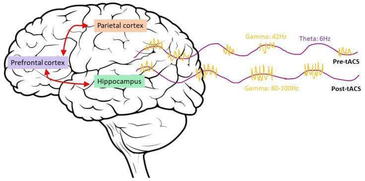 A combined neuroanatomical diagram and electrophysiological waveform illustration depicting the brain network involved in working memory and the effects of transcranial alternating current stimulation (tACS). The left side features a lateral view of the human brain with highlighted regions: the prefrontal cortex (purple), parietal cortex (orange), and hippocampus (green). Red arrows indicate bidirectional connectivity between the prefrontal cortex and hippocampus, and projections from the parietal cortex to the prefrontal cortex. The right side compares 'Pre-tACS' and 'Post-tACS' neural oscillations using wave patterns. Pre-tACS shows theta-gamma coupling with a 6Hz theta wave (purple) and 42Hz gamma bursts (yellow) at the peaks. Post-tACS demonstrates a frequency shift in the coupled gamma bursts to 80-100Hz, while maintaining the 6Hz theta rhythm. This infographic illustrates the mechanism of cross-frequency coupling manipulation to enhance cognitive function within the frontoparietal-hippocampal network.