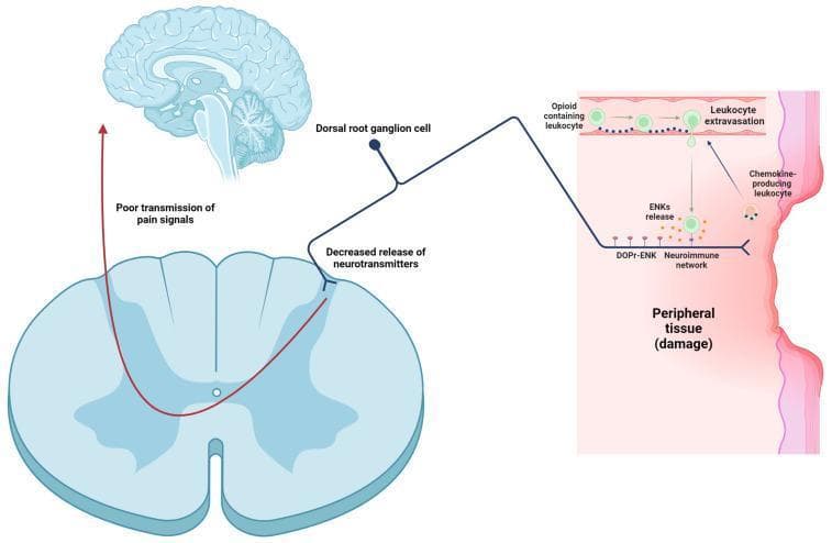 A pathophysiology diagram illustrating the mechanism of peripheral pain control via leukocyte-derived enkephalins (ENKs). The visual depicts three primary anatomical regions: damaged peripheral tissue, the spinal cord (axial cross-section), and the brain. In the periphery, opioid-containing leukocytes undergo extravasation from blood vessels, attracted by chemokines produced at the site of tissue damage. These leukocytes enter the DOPr-ENK neuroimmune network and release enkephalins. These ENKs bind to the peripheral endings of primary nociceptors (dorsal root ganglion cell axons). This interaction leads to a functional inhibition shown at the spinal level: there is a 'decreased release of neurotransmitters' from the primary afferent into the dorsal horn. The resulting effect is depicted by a red arrow labeled 'poor transmission of pain signals' ascending toward the brain, illustrating the analgesic effect of immune-mediated opioid release in response to inflammatory peripheral damage.