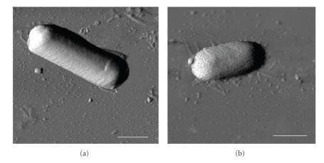 This diagnostic imaging set displays Atomic Force Microscopy (AFM) phase images of two distinct bacterial species, Bacillus cereus (a) and Escherichia coli (b), deposited on a mica surface. The images facilitate a morphological comparison between Gram-positive and Gram-negative bacteria at the nanometer scale. Panel (a) shows B. cereus as a distinctly elongated, rod-shaped cell with a relatively uniform, smooth surface texture and well-defined edges. In contrast, panel (b) depicts E. coli with a more compact, oval or capsule-shaped morphology. The E. coli cell exhibits a significantly rougher surface topography with visible granularity compared to the smoother envelope of B. cereus. The background depicts the mica substrate with faint thread-like structures visible around the E. coli cell, likely representing extracellular filaments or surface dehydration artifacts. A 1 μm scale bar is provided in both panels. These images are used in microbiology to study bacterial cell wall structural integrity, surface roughness (Rq), and biophysical responses to environmental conditions like relative humidity (RH).