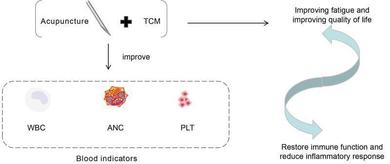 A medical conceptual diagram illustrating the integrative oncological approach for lung cancer management using Acupuncture and Traditional Chinese Medicine (TCM). The left side of the flowchart depicts the intervention—acupuncture (symbolized by a needle) and TCM—leading to the improvement of 'Blood indicators,' specifically identifying White Blood Cells (WBC), Absolute Neutrophil Count (ANC), and Platelets (PLT) through clinical illustrations of these hematologic components. The right side of the diagram outlines the physiological and symptomatic outcomes, connected by a bidirectional curved arrow suggesting a synergistic cycle: 'Improving fatigue and improving quality of life' and 'Restore immune function and reduce inflammatory response.' The diagram serves as a visual summary of how integrative therapies target cancer-related fatigue and hematological health, ultimately aiming to restore homeostatic immune function in cancer patients.