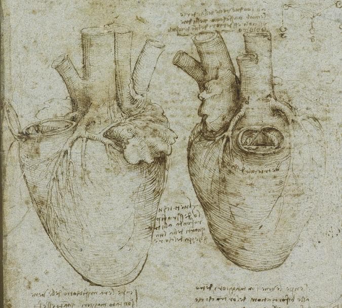 This historical anatomical diagram consists of two detailed sepia-toned ink sketches of the human heart, attributed to Leonardo da Vinci. The illustration serves as a foundational study in cardiac anatomy and pathophysiology. The heart on the left depicts the external morphology, including the ventricular surface and the branching of the coronary arteries. The heart on the right features a windowed dissection revealing an internal view of a cardiac chamber and valve-like structures. Both sketches prominently display the great vessels—specifically the ascending aorta and pulmonary trunk—arising from the superior aspect of the heart. The artist uses masterfully executed hatching and cross-hatching to represent the three-dimensional volume and muscular texture of the myocardium. The drawings are accompanied by mirror-written annotations in Italian, reflecting early scientific inquiry into cardiovascular function and the first accurate representations of cardiac valves and vessels in medical history. This visual is highly relevant for the history of medicine and understanding the evolution of anatomical illustration.
