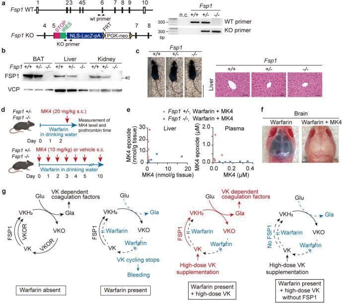 This composite educational graphic illustrates the role of Ferroptosis Suppressor Protein 1 (FSP1) as a warfarin-resistant vitamin K (VK) reductase. Panel (a) shows genomic schematic maps of Fsp1 wild-type and knockout alleles alongside genotyping PCR results. Panel (b) provides an immunoblot for FSP1 expression in adipose tissue, liver, and kidney across genotypes. Panel (c) displays gross morphological and H&E stained liver histology of Fsp1 mice, demonstrating normal architecture. Panel (d) outlines a clinical study design evaluating MK4 (vitamin K2) levels and prothrombin time under high-dose warfarin treatment. Panel (e) uses scatter plots to show the concentrations of MK4 and MK4 epoxide in liver and plasma. Panel (f) presents a clinical photograph comparing mouse brains: the warfarin-only specimen exhibits massive cerebral hemorrhage (dark discoloration), while the warfarin plus MK4 specimen appears normal, illustrating the antidotal effect of MK4. Finally, panel (g) provides pathophysiology flowcharts of the vitamin K cycle, detailing the enzymatic pathways involving VKOR and FSP1, and the mechanism by which high-dose vitamin K bypasses warfarin inhibition to enable carboxylation of coagulation factors.