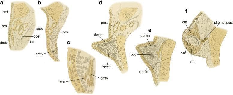 This comparative anatomical diagram series (labeled a-f) illustrates the embryological development of the pectoral fin muscles in the lungfish, providing an evolutionary model for tetrapod limb development. The sequence depicts the progression from Stage 42 to Stage 48. Initial frames (a-c) show the ventral process of the dermomyotome (dmtv) extending across the pronephros (prn) and the subsequent delamination of migratory muscle precursors (MMP). Middle frames (d-e) demonstrate the formation of dorsal and ventral premuscle masses (dpmm and vpmm) within the developing fin bud, surrounding a central precartilage condensation (pcc). The final frame (f) shows the differentiated state with distinct dorsal muscle (dm) and ventral muscle (vm) flanking a central cartilaginous element (cart), alongside the posterior plexus omopterygius (pl.ompt.post). This series highlights key developmental mechanisms such as de-epithelialization and mesenchymal migration, which are foundational concepts in comparative musculoskeletal anatomy and embryology.