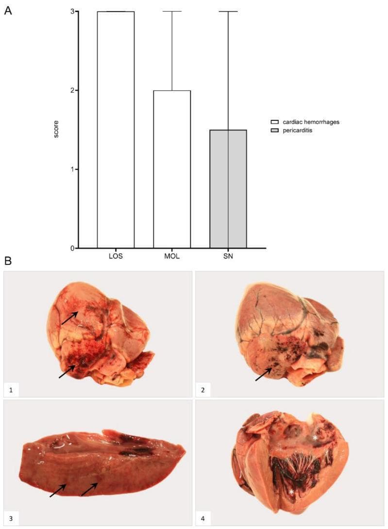 Educational visual regarding cardiac pathology, featuring a bar chart and gross anatomical specimens. Panel A presents a comparison chart of pathology scores (0-3) for cardiac hemorrhages and pericarditis across different geographical cohorts (LOS, MOL, SN), illustrating disease severity. Panel B contains four macroscopic clinical photographs of heart specimens. B1 and B2 demonstrate the epicardial surface with multifocal 'paintbrush-like' to coalescing hemorrhages (arrows), ranging from petechiae to larger ecchymoses. B3 shows a sectioned myocardium with scant, focal hemorrhages (arrows). B4 illustrates the endocardial surface of the opened heart, revealing multifocal endocardial hemorrhages (asterisks) that must be distinguished from post-mortem blood coagulum. The images collectively demonstrate the cardiovascular manifestations of systemic viral infection, such as African Swine Fever Virus (ASFV), focusing on hemorrhagic diathesis and inflammatory cardiac lesions. Key concepts include macroscopic lesion identification, distribution of hemorrhages (epicardial vs. endocardial), and pathological scoring in veterinary/human comparative pathology.
