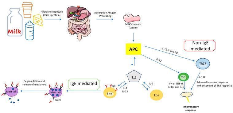 A pathophysiology diagram illustrating the immunological pathways of IgE-mediated and non-IgE-mediated cow's milk protein allergy (CMPA). The process begins with allergen exposure (milk proteins like casein) and subsequent absorption/antigen processing in the gastrointestinal tract. Central to both pathways is the Antigen-Presenting Cell (APC). In the IgE-mediated pathway, the APC activates Th2 cells, which release IL-4 and IL-13 to stimulate B-cells to produce IgE antibodies. These antibodies bind to Fć̑RI receptors on mast cells, leading to degranulation and mediator release. Additionally, Th2 cells release IL-5 to activate eosinophils. In the non-IgE-mediated pathway, the APC releases cytokines (IL-12, IL-6, IL-1̣̂) to activate Th17 and Th1 cells. Th17 cells release IL-17F, contributing to mucosal immune responses, while Th1 cells produce pro-inflammatory cytokines including IFN-̱́, TNF-̱, IL-1̣̂, and IL-6, collectively resulting in a systemic inflammatory response. This diagram provides a comparative overview of Type I hypersensitivity versus cell-mediated allergic responses in pediatric and adult nutrition immunology.
