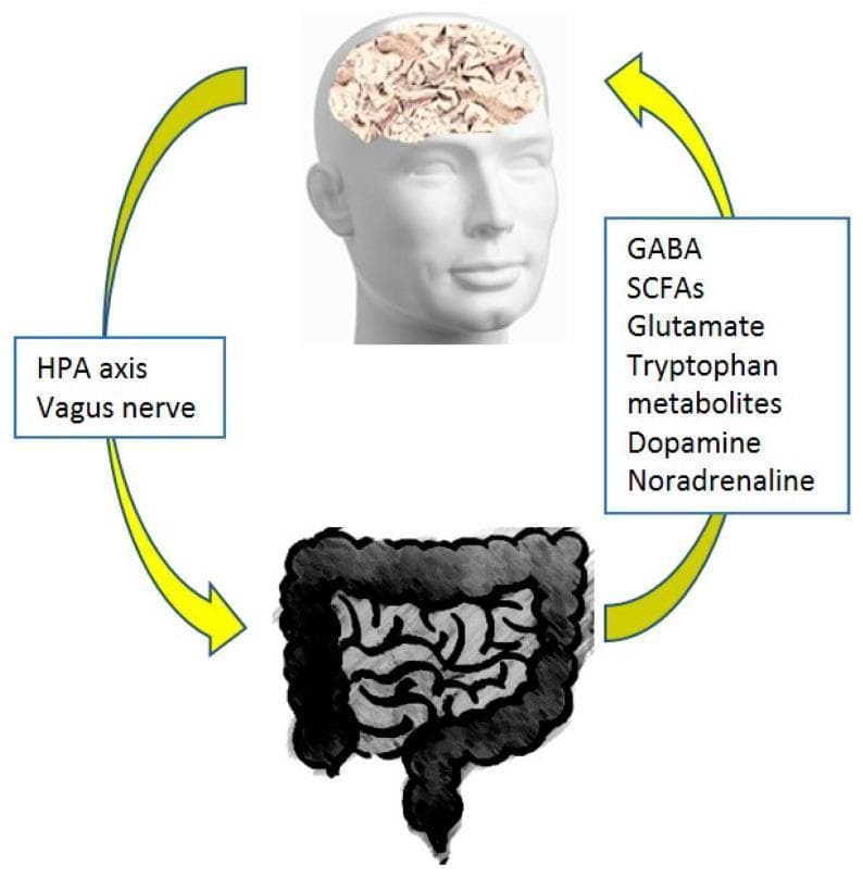 This pathophysiology diagram illustrates the bidirectional communication of the microbiome-gut-brain axis. The visual elements include a stylized human head with the brain visible, and a detailed illustration of the lower gastrointestinal tract (gut). Two large yellow curved arrows form a feedback loop between the two systems. The descending pathway (brain-to-gut) is mediated by the 'HPA axis' and the 'Vagus nerve,' representing the autonomic and endocrine influence on intestinal function. The ascending pathway (gut-to-brain) highlights biochemical signaling through microbial metabolites and neurotransmitters, explicitly listing GABA, Short-Chain Fatty Acids (SCFAs), Glutamate, Tryptophan metabolites, Dopamine, and Noradrenaline. This diagram serves as an educational summary of how the gut microbiome and its metabolic products influence central nervous system homeostasis and vice versa. It is relevant for medical study in neurology, gastroenterology, and psychiatry, specifically regarding the physiological and pathological links between intestinal health and neurochemical regulation.