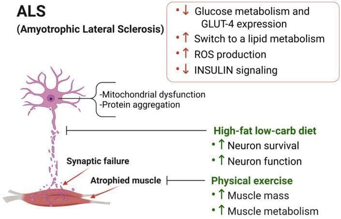 A medical illustration depicting the pathophysiology and proposed therapeutic interventions for Amyotrophic Lateral Sclerosis (ALS). The left side of the diagram shows a degenerating motor neuron and a skeletal muscle unit. Cellular pathology in the neuron is characterized by mitochondrial dysfunction and protein aggregation. The neuromuscular junction is marked by 'Synaptic failure,' leading to 'Atrophied muscle.' A red box highlights metabolic reprogramming in the muscle, showing decreased glucose metabolism, GLUT-4 expression, and insulin signaling, alongside increased lipid metabolism and reactive oxygen species (ROS) production. The right side presents two counteracting therapeutic strategies: a 'High-fat low-carb diet,' which aims to increase neuron survival and function, and 'Physical exercise,' which aims to increase muscle mass and metabolism. The diagram uses specialized arrows to indicate the direction of metabolic changes (red) and the intended positive effects of interventions (green). This educational infographic is designed to illustrate the neuro-muscular metabolic axis in neurodegenerative disease.
