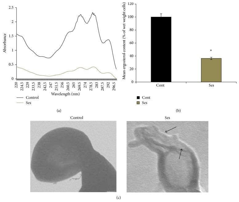 This composite image illustrates the impact of Sesquiterpene (Ses) on Candida albicans membrane integrity and ergosterol biosynthesis.
Panel (a) is a UV-Vis spectrophotometric sterol profile showing absorbance across the 220–300 nm wavelength range. The control group (black line) exhibits characteristic sterol peaks, including a prominent peak around 270–285 nm, whereas the Ses-treated group (olive line) shows a marked reduction in absorbance, indicating depleted total sterol content.
Panel (b) is a bar graph quantifying mean ergosterol levels as a percentage of wet cell weight. It shows a significant reduction (approximately 63%) in the Ses-treated group compared to the control (P < 0.05).
Panel (c) displays Transmission Electron Micrograph (TEM) images of C. albicans cells. The control image shows a cell with a smooth, continuous, and well-defined membrane. In contrast, the Ses-treated cell shows clear evidence of membrane tampering and disruption, with arrows pointing to irregular, thinned, and compromised areas of the cell boundary.
Collectively, these data demonstrate that the antifungal activity of Ses is linked to the destruction of fungal membrane veracity and the inhibition of ergosterol pathways.