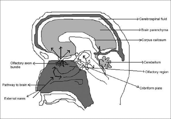 A sagittal schematic diagram illustrating the intranasal olfactory pathway for drug delivery to the central nervous system (CNS). The diagram displays a cross-section of the human head, highlighting the relationship between the nasal cavity and the brain. Key labeled anatomical structures include the external nares, the olfactory region of the nasal mucosa, the cribriform plate of the ethmoid bone, and the olfactory axon bundle. The brain is shown with labels for the brain parenchyma, corpus callosum, cerebellum, and the surrounding cerebrospinal fluid (CSF) space. Functional arrows trace a 'pathway to brain,' demonstrating the movement of substances from the external nares, through the nasal cavity, and across the cribriform plate via the olfactory nerves. The illustration emphasizes both intraneuronal (axonal transport) and extraneuronal (bulk flow through perineural channels) routes, bypassing the blood-brain barrier to reach various cerebral regions. This content is designed for pharmacy and medical students studying neuropharmacology and non-invasive therapeutic delivery systems.