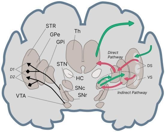 This medical illustration presents a coronally sectioned schematic of the human brain, specifically detailing the functional neuroanatomy and pathways of the basal ganglia. The diagram categorizes the striatum (STR) into the dorsal striatum (DS) and ventral striatum (VS), the latter including the nucleus accumbens. Key subcortical structures identified include the Thalamus (Th), Globus Pallidus external (GPe) and internal (GPi) segments, Subthalamic Nucleus (STN), Hippocampus (HC), Substantia Nigra pars compacta (SNc), Substantia Nigra pars reticulata (SNr), and the Ventral Tegmental Area (VTA). The primary focus is the visual differentiation of motor and cognitive circuits via the direct and indirect pathways. Green arrows represent the direct pathway, illustrating excitatory projections that facilitate movement or cognitive gating, while red arrows denote the indirect pathway, representing inhibitory circuits. Dopaminergic modulation is highlighted by labeling D1 (excitatory) and D2 (inhibitory) receptors within the striatum, showing projections from the midbrain (VTA/SNc). This anatomical model is essential for understanding movement disorders like Parkinson’s disease and cognitive processes involving reward and habituation.