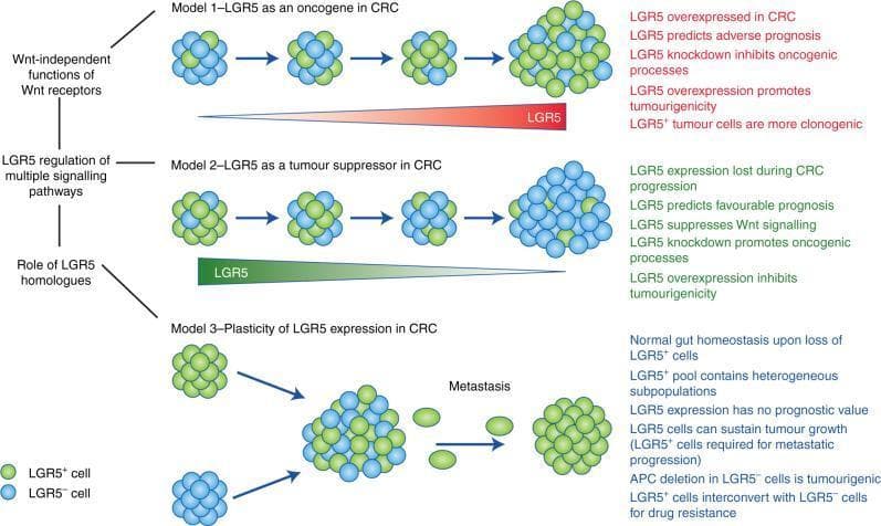 This pathophysiology diagram illustrates three contrasting models of LGR5 function in colorectal cancer (CRC). The visual is organized into three horizontal panels. LGR5+ cells are represented as green spheres and LGR5− cells as blue spheres. Model 1 (Oncogene) shows a progression where LGR5 expression increases (red gradient bar), leading to tumor expansion with high clonogenicity and adverse prognosis. Model 2 (Tumour Suppressor) depicts CRC progression associated with the loss of LGR5 expression (green gradient bar), where LGR5 serves to suppress Wnt signaling and predicts a favorable prognosis. Model 3 (Plasticity) demonstrates the interconversion between LGR5+ and LGR5− populations, highlighting cellular heterogeneity and the specific role of LGR5+ cells in driving metastasis and drug resistance. To the left, confounding factors such as Wnt-independent receptor functions, signaling pathway regulation, and LGR5 homologues are listed. The diagram effectively contrasts oncogenic, tumor-suppressive, and stochastic/plasticity-based theories of CRC stem cell dynamics.