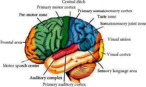 This anatomical diagram provides a color-coded distribution map of the functional areas of the human cerebral cortex, viewed from a lateral perspective. The image illustrates the localization of key neurological functions across the four major lobes: frontal, parietal, temporal, and occipital. The frontal lobe (orange/green) includes the prefrontal area, pre-motor zone, primary motor cortex, and Broca's area (motor speech center). The central sulcus (labeled 'Central ditch') serves as the boundary between the motor areas and the somatosensory regions of the parietal lobe (blue), which contains the primary somatosensory cortex, taste zone, and somatosensory joint zone. The occipital lobe (yellow/orange) at the posterior pole depicts the visual cortex and visual union (association area). The temporal lobe (tan/red) highlights the primary auditory cortex, auditory complex, and Wernicke's area (sensory language area). This educational diagram is used to demonstrate the specialized topographical organization of the brain, facilitating the study of neuroanatomy and the clinical correlation between cortical lesions and specific functional deficits.