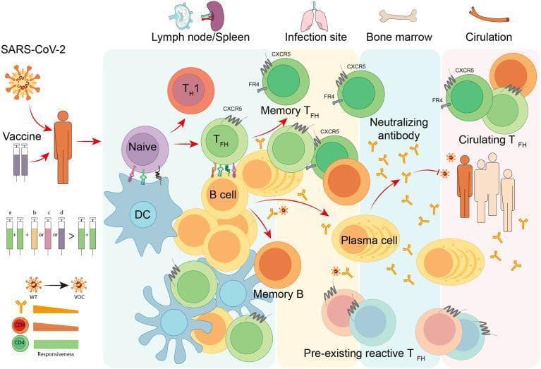 A pathophysiology diagram illustrating the adaptive immune response to SARS-CoV-2 infection or vaccination, with a focus on follicular helper T (TFH) cell dynamics. The flowchart spans four anatomical compartments: Lymph node/Spleen, Infection site (lung), Bone marrow, and Circulation. In secondary lymphoid organs, dendritic cells (DCs) present antigens to naive CD4+ T cells, which differentiate into TH1 and TFH cells (expressing CXCR5 and FR4). TFH cells facilitate B cell maturation into memory B cells and antibody-secreting plasma cells. The diagram highlights the migration of memory TFH cells to the infection site and the persistence of long-lived plasma cells in the bone marrow, both contributing to the production of neutralizing antibodies. Circulating TFH cells are shown in the systemic circulation. Educational components include the role of heterologous vaccination in enhancing responsiveness to variants of concern (VOCs) and the synergy between cellular (CD4+, CD8+) and humoral immunity in providing long-term protection against COVID-19.