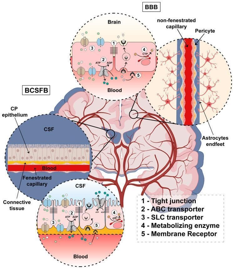 A medical pathophysiology diagram illustrating the comparative structural and molecular anatomy of the Blood-Brain Barrier (BBB) and the Blood-Cerebrospinal Fluid Barrier (BCSFB). The central image shows a sagittal view of the human brain with callouts for each barrier. The BBB section depicts a non-fenestrated capillary lined by brain capillary endothelial cells, surrounded by pericytes and astrocyte endfeet. In contrast, the BCSFB section shows the choroid plexus (CP) epithelium as a monolayer of cuboidal cells overlying highly vascularized connective tissue containing fenestrated capillaries. Both barriers feature a detailed cellular view highlighting five key molecular hallmarks: (1) Tight junctions for paracellular restriction, (2) ABC transporters (efflux pumps using ATP), (3) SLC transporters for facilitated or active transport, (4) Metabolizing enzymes (e.g., CYP and GST) for chemical modification, and (5) Membrane receptors for endocytosis and transcytosis. This infographic serves as an educational tool for neurovascular physiology and pharmacology.