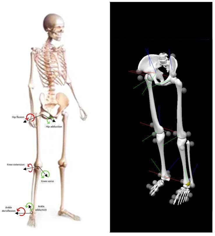 This medical anatomical diagram and biomechanical illustration demonstrate the nomenclature for lower limb movements and joint angles across the frontal and sagittal planes. The image is split into two panels: a left anatomical model and a right biomechanical skeletal model. The left panel shows a human skeleton with labeled arrows indicating joint kinetics. Red arrows denote sagittal plane movements, including hip flexion, knee extension, and ankle dorsiflexion. Green arrows denote frontal plane movements, including hip adduction, knee varus, and ankle adduction. The right panel displays a 3D biomechanical reconstruction of the pelvis and lower limbs. This model incorporates spherical motion-capture markers at key anatomical landmarks (hips, knees, ankles, and feet) and local coordinate systems represented by red, green, and blue axes. These elements illustrate the methodology for quantifying three-dimensional joint kinematics and kinetics during clinical gait analysis or functional movement tasks. The graphic serves as a foundational reference for understanding biomechanical modeling and the clinical description of lower limb orthopedic motion.