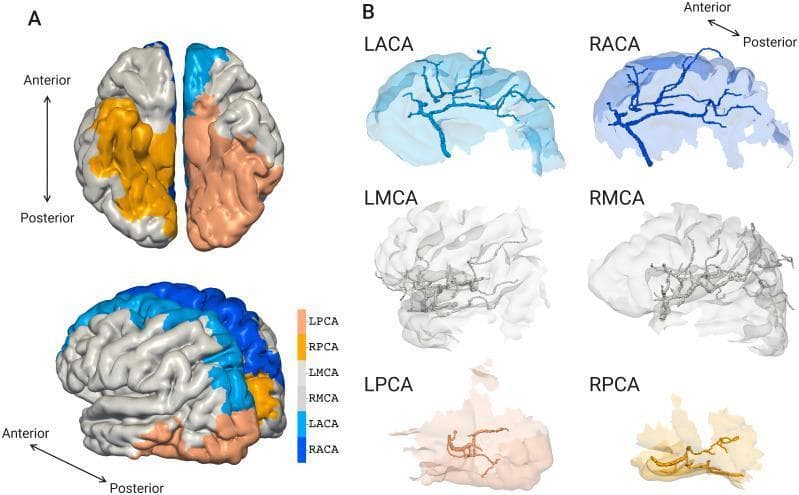 Educational diagram illustrating cerebral vascular territories and their respective image-based arterial structures. Panel A presents superimposed views (superior and lateral) of the human brain hemispheres, with color-coded regions identifying vascular territories: Anterior Cerebral Artery (ACA) in blue (LACA light blue, RACA dark blue), Middle Cerebral Artery (MCA) in gray/white (LMCA darker gray, RMCA lighter), and Posterior Cerebral Artery (PCA) in peach/orange (LPCA light peach, RPCA dark orange). These regions map the cortical distribution of blood supply across the cerebral surface. Panel B displays the reconstructed macroscale vascular geometries for each artery (LACA, RACA, LMCA, RMCA, LPCA, RPCA) isolated within their specific territories. The branching patterns and vessel densities reflect anatomical differences: ACA vessels predominantly track the superior and medial surfaces; MCA displays dense, complex networks along the lateral cortical surface; and PCA vessels occupy the posterior and inferior aspects. This model combines image-based geometries with mathematical algorithms to demonstrate the spatial relationship between major cerebral vessels and the gyri and sulci they supply.
