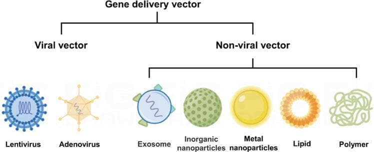 A medical infographic illustrating common gene delivery vectors for nucleic acid therapeutics. The classification is presented as a hierarchical flowchart, branching into two primary categories: Viral vectors and Non-viral vectors. The viral vector category includes two subtypes: Lentivirus, depicted as a blue spherical particle with external glycoprotein spikes and an internal helical genetic core; and Adenovirus, shown as a yellow icosahedral capsid with protruding fibers. The non-viral vector category displays five delivery systems: Exosomes (biological vesicles with membrane-bound proteins), Inorganic nanoparticles (represented as a green textured sphere), Metal nanoparticles (depicted as a smooth yellow gold-like sphere), Lipids (shown as an orange micellar ring), and Polymers (represented as a tangled light green molecular chain). This educational diagram summarizes the diversity of vehicle designs used to deliver pDNA, mRNA, siRNA, or miRNA to target cells, such as macrophages, highlighting the morphological differences between complex biological viruses and synthetic or cellular-derived delivery platforms.