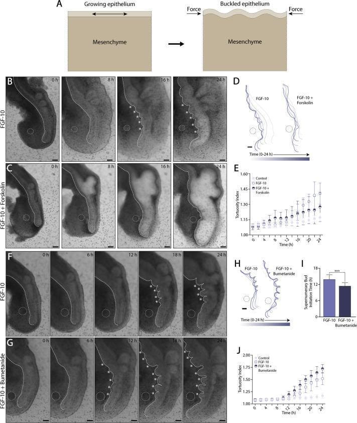 This composite educational image illustrates the mechanical principles of lung airway branching using ex vivo embryonic lung explants.
Panel A presents a pathophysiology diagram of 'buckling morphogenesis,' showing how epithelial growth constrained by mesenchyme leads to folding and bud formation under compressive force.
Panels B, C, F, and G are bright-field time-lapse clinical photographs showing lung explants over a 24-hour period. Each explant contains an FGF-10-loaded bead (indicated by white dashed circles) placed near the ventral epithelium. White asterisks denote supernumerary buds.
Comparison highlights include:
- FGF-10 only (B, F): Shows moderate ectopic budding along the ventral epithelium.
- FGF-10 + Forskolin (C): An agonist of fluid secretion that causes airway dilation and stretching, suppressing bud formation.
- FGF-10 + Bumetanide (G): An inhibitor of fluid secretion that leads to airway collapse and increased, earlier, and more expansive supernumerary budding.
Graphs (E, I, J) and contour maps (D, H) quantify the 'tortuosity index' and 'supernumerary bud initiation time,' demonstrating that altered luminal pressure and epithelial tension directly modulate branching morphogenesis in developmental biology.