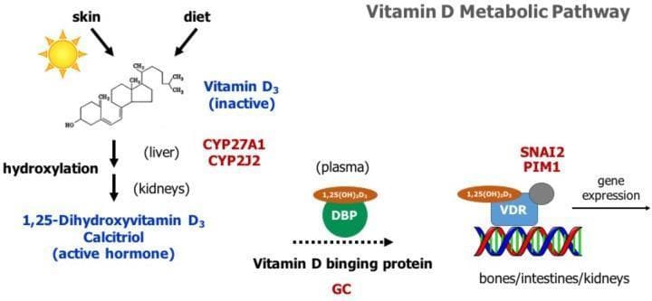 A pathophysiology diagram illustrating the human Vitamin D metabolic pathway from synthesis to gene expression. The flow begins with inactive Vitamin D3 sourced from the skin (via UV photoconversion) and diet. It undergoes two hydroxylation steps: first in the liver, associated with enzymes CYP27A1 and CYP2J2, and then in the kidneys, resulting in the active hormone 1,25-Dihydroxyvitamin D3 (Calcitriol). In the plasma, Calcitriol is shown bound to Vitamin D binding protein (DBP, encoded by the GC gene). The final stage depicts the Vitamin D Receptor (VDR) complex binding to DNA in target tissues such as bones, intestines, and kidneys. This molecular interaction triggers gene expression, specifically highlighting SNAI2 and PIM1. The diagram serves as an educational tool for understanding endocrinology, calcium homeostasis, and the genomic effects of steroid hormones.