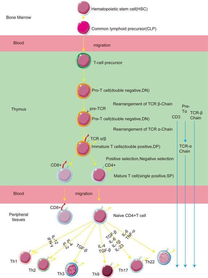 A pathophysiology diagram illustrating the stages of T-cell development and differentiation across anatomical compartments. The flow begins in the Bone Marrow with Hematopoietic Stem Cells (HSC) and Common Lymphoid Precursors (CLP), which migrate through the Blood to the Thymus. Within the thymus, the diagram details successive developmental stages: T-cell precursor, Pro-T cell (Double Negative, DN), Pre-T cell (DN), and Immature T cells (Double Positive, DP). Key molecular events are labeled, including TCR β-chain and α-chain rearrangements, pre-TCR formation, and positive/negative selection. The cells transition from DP to Mature T cells (Single Positive, SP), categorized as either CD8+ or CD4+. Following a second migration through the Blood to Peripheral Tissues, the Naive CD4+ T cell undergoes terminal differentiation. The diagram maps the cytokine-driven pathways (including IL-12, IFN-γ, IL-4, TGF-β, IL-6, IL-1β, IL-23, and TNF-α) that lead to specific T-helper (Th) cell subsets: Th1, Th2, Th3, Th9, Th17, and Th22. The visual uses color-coded spheres to represent maturing cells and directional arrows to denote cellular migration and lineage progression.