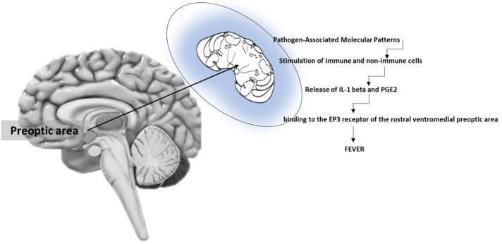 This medical illustration depicts the pathophysiology of fever induction at the brain level. On the left, a sagittal view of the human brain identifies the preoptic area (POA) within the hypothalamus, positioned anterior to the brainstem. An inset zoom highlights the rostral ventromedial preoptic area (rvmPOA) as the specific target for pyrogenic mediators. To the right, a sequential flowchart outlines the molecular mechanism: 1) Exposure to Pathogen-Associated Molecular Patterns (PAMPs); 2) Stimulation of immune and non-immune cells; 3) Release of pro-inflammatory cytokines, specifically Interleukin-1 beta (IL-1 beta), and Prostaglandin E2 (PGE2); 4) Binding of PGE2 to EP3 receptors in the rvmPOA. This signaling cascade leads to the clinical manifestation of fever. The diagram serves as an educational summary of the endocrine and neural pathways involved in thermoregulation and the systemic inflammatory response, highlighting the critical role of the hypothalamus and EP3 receptor signaling in pyrogenesis.