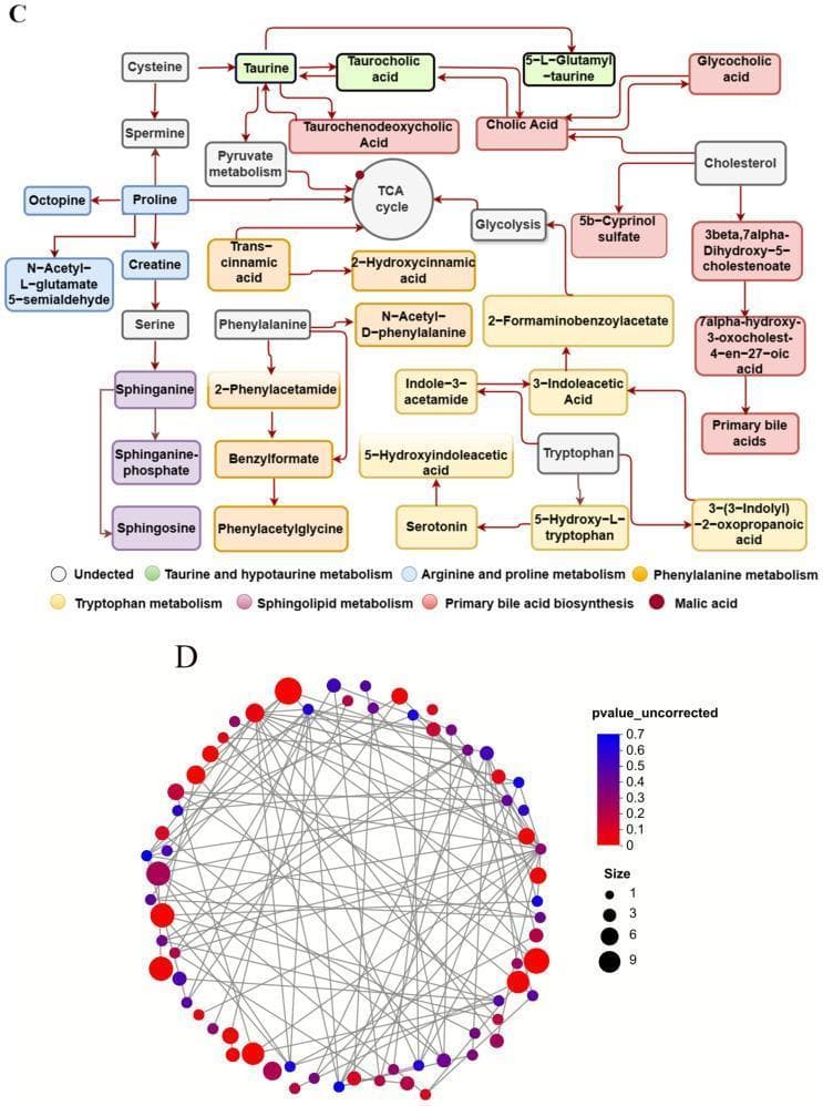 Educational infographics depicting metabolic pathway analysis in a liver fibrosis model. Panel C presents a detailed pathophysiology diagram of regulated metabolic networks. Metabolites are color-coded by pathway: green for taurine and hypotaurine metabolism; light blue for arginine and proline; yellow for tryptophan; orange for phenylalanine; purple for sphingolipids; and pink for primary bile acid biosynthesis. Key metabolic conversions connect substances like cholesterol, primary bile acids, and taurine, illustrating the cross-talk between the TCA cycle and amino acid metabolism. White boxes indicate undetected metabolites. Panel D shows a circular metabolic network graph where individual metabolites are represented as nodes. The nodes are interconnected by gray lines representing functional relationships. A color scale indicates the uncorrected p-value (ranging from blue/0.7 to red/0), and node size reflects the magnitude of the measured value. This visual set demonstrates how experimental treatments influence specific metabolic signatures in hepatic disease research.
