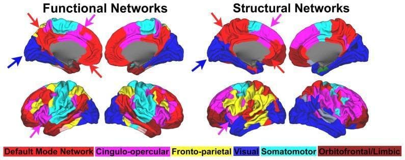 This Comparison Chart displays brain network community detection results from healthy adults, contrasting Functional Networks (left) and Structural Networks (right). The figure utilizes 3D cortical surface renderings in medial (top row) and lateral (bottom row) views. A color-coded visual key identifies six primary brain systems: Red (Default Mode Network), Pink (Cingulo-opercular), Yellow (Fronto-parietal), Dark Blue (Visual), Light Blue (Somatomotor), and Dark Red (Orbitofrontal/Limbic). Each cortical region is colored based on its assigned community membership. Arrows highlight specific anatomical regions, such as the posterior cingulate/precuneus and medial prefrontal cortex, where the spatial extent of communities like the Default Mode and Cingulo-opercular networks differs between the functional and structural modalities. The diagrams illustrate that while both network types share similar large-scale organizational principles, the functional connectivity patterns show higher system-specific segregation compared to the structural connectivity patterns. This visual is designed for advanced medical education in neuroanatomy and functional neuroimaging, specifically regarding the relationship between structural connectomics and resting-state fMRI networks.