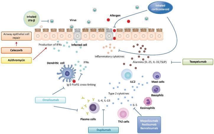 A pathophysiology diagram illustrating the immune response to viral and allergenic stimuli in the airway epithelium and the targets of various asthma therapeutics. The central focus is a ciliated epithelial layer undergoing viral infection and allergen-induced barrier disruption. Pathogen exposure triggers the release of IFNs and 'alarmins' (IL-25, IL-33, TSLP), which activate subepithelial immune cells including dendritic cells, ILC2s, mast cells, basophils, Th2 cells, and eosinophils. Type 2 cytokines (IL-4, IL-13, and IL-5) are shown driving inflammatory pathways. The schematic maps pharmacological interventions to specific nodes: Celecoxib and Azithromycin are linked to airway epithelial cell repair; Inhaled IFN-β targets viral replication; Inhaled Corticosteroids modulate epithelial and cytokine responses; Tezepelumab inhibits alarmins; Omalizumab blocks IgE-FcεRI cross-linking on dendritic cells; Dupilumab targets IL-4/IL-13 signaling; and Mepolizumab, Reslizumab, and Benralizumab inhibit IL-5-mediated eosinophilic inflammation. This diagram provides a comprehensive overview of biological therapies and their mechanisms in managing virally exacerbated asthma.