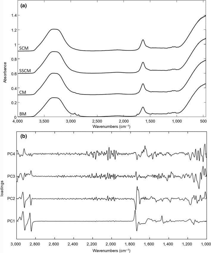 Educational analytical chart displaying spectroscopic data for the evaluation of human breast milk (BM) purity. Panel (a) illustrates Fourier-Transform Infrared (FTIR) spectra comparing pure BM with whole cow milk (CM), semi-skimmed cow milk (SSCM), and skimmed cow milk (SCM). The x-axis represents wavenumbers (cm⁻¹), and the y-axis shows absorbance. Key peaks include the 3,300-3,500 cm⁻¹ range (H2O stretching), 2,800-3,000 cm⁻¹ (lipid CH2 stretching), and ~1,743 cm⁻¹ (lipid C=O stretching), alongside protein-related bands near 1,650 cm⁻¹ (Amide I) and 1,550 cm⁻¹ (Amide II). Panel (b) presents a Principal Component Analysis (PCA) loadings plot for PCs 1 through 4, identifying the spectral regions most responsible for variance among samples. Significant loading peaks and troughs are observed in the protein and lipid-specific regions (1,000–3,000 cm⁻¹). This visualization is used in neonatal nutrition and food science to demonstrate methods for detecting breast milk adulteration and verifying macronutrient composition.