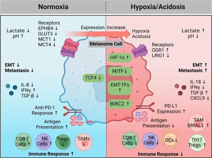 A pathophysiology diagram illustrating the impact of oxygen and pH levels on melanoma cell behavior and the tumor microenvironment. The visual is divided into two comparative states: Normoxia (left, blue) and Hypoxia/Acidosis (right, red). In the normoxic state, there is decreased lactate, increased pH, and high antigen presentation, correlating with increased CD8+ T and NK cell activity and a robust anti-PD-1 response. Conversely, the hypoxic/acidotic state shows increased HIF-1̑, EMT transcription factors (EMT-TFs), and BIRC2, while MITF and TCF4 are downregulated. This metabolic shift is characterized by increased lactate, decreased pH, and upregulation of OGR1 and PD-L1, leading to immune escape. The immune microenvironment in hypoxia displays decreased CD8+ T cells, NK cells, and dendritic cells, with a concomitant increase in immunosuppressive elements like Th17 Tregs and Tumor-Associated Macrophages (TAMs). This diagram summarizes how hypoxia-driven metabolic and genetic reprogramming promotes epithelial-to-mesenchymal transition (EMT), metastasis, and immune resistance in melanoma.