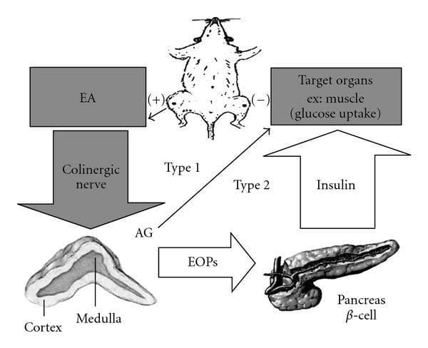 This pathophysiology diagram illustrates the hypothetical mechanism for the hypoglycemic effect of Electroacupuncture (EA) in different types of Diabetes Mellitus (DM), utilizing a rat model for preclinical context. The central pathway shows EA (applied at ST-36 acupoints) stimulating the cholinergic nerve, which targets the adrenal gland (AG), specifically highlighting the cortex and medulla. In Type 1 (insulin-dependent) DM, a direct signaling pathway from the adrenal gland to target organs (e.g., muscle) facilitates glucose uptake. In Type 2 (non-insulin-dependent) DM, the adrenal gland triggers the release of endogenous opioid peptides (EOPs), which stimulate the pancreas ̠-cells to secrete insulin, subsequently enhancing glucose uptake in target organs. The diagram serves to differentiate between insulin-dependent and insulin-independent mechanisms of EA, highlighting the roles of the parasympathetic nervous system, the adrenal-pancreatic axis, and metabolic signaling in glucose regulation. Key anatomical structures depicted include the adrenal gland, pancreas, and representative target musculature.