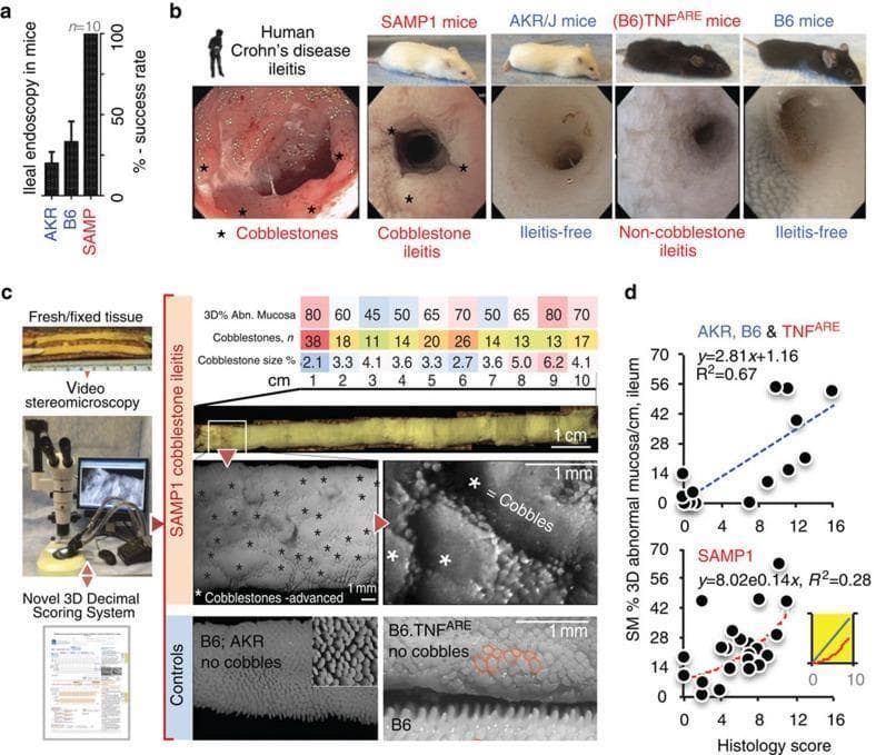 Educational panel illustrating murine models of Crohn’s disease-like ileitis through endoscopy and 3D stereomicroscopy (SM). Panel (a) compares ileal endoscopy success rates across AKR, B6, and SAMP mouse strains. Panel (b) provides comparative endoscopic views of the terminal ileum. Human Crohn’s disease and SAMP1 mice both display characteristic 'cobblestone' ileitis with raised, nodular mucosal lesions. AKR/J and B6 mice serve as healthy, ileitis-free controls, while (B6)TNFARE mice exhibit a distinct non-cobblestone inflammatory pattern. Panel (c) details a novel 3D-SMAPgut assessment protocol for topographical mucosal analysis. It includes high-resolution stereomicroscopy images showing advanced cobblestone lesions in SAMP1 ileum versus regular villous architecture in B6 and AKR controls. B6.TNFARE mice show abnormal mucosal architecture without cobblestone formation. Quantitative data tables track the percentage of abnormal mucosa and lesion counts per centimeter. Panel (d) features scatter plots correlating 3D-SM abnormal mucosa percentages with traditional histological scores. AKR, B6, and TNFARE show a linear correlation (R²=0.67), whereas SAMP1 exhibits an exponential relationship (R²=0.28), indicating the superior sensitivity of 3D-SM in capturing complex structural disease progression compared to 2D histology.