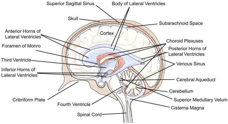 This medical illustration is an anatomical diagram of the human brain in sagittal section, specifically highlighting the ventricular system and cerebrospinal fluid (CSF) flow. The ventricles are colored light blue, while the choroid plexuses are depicted in red. Key anatomical structures labeled include the body, anterior, posterior, and inferior horns of the lateral ventricles. The pathway of CSF is shown starting from the lateral ventricles, passing through the foramen of Monro into the third ventricle, then descending through the cerebral aqueduct into the fourth ventricle. Surrounding landmarks include the cortex, cerebellum, spinal cord, superior medullary velum, and cisterna magna. The diagram also illustrates the relationship between the brain and protective layers, including the skull, subarachnoid space, and venous sinuses such as the superior sagittal sinus. This educational visual is designed to teach the internal macro-anatomy of the central nervous system, focusing on the production and circulation of CSF.