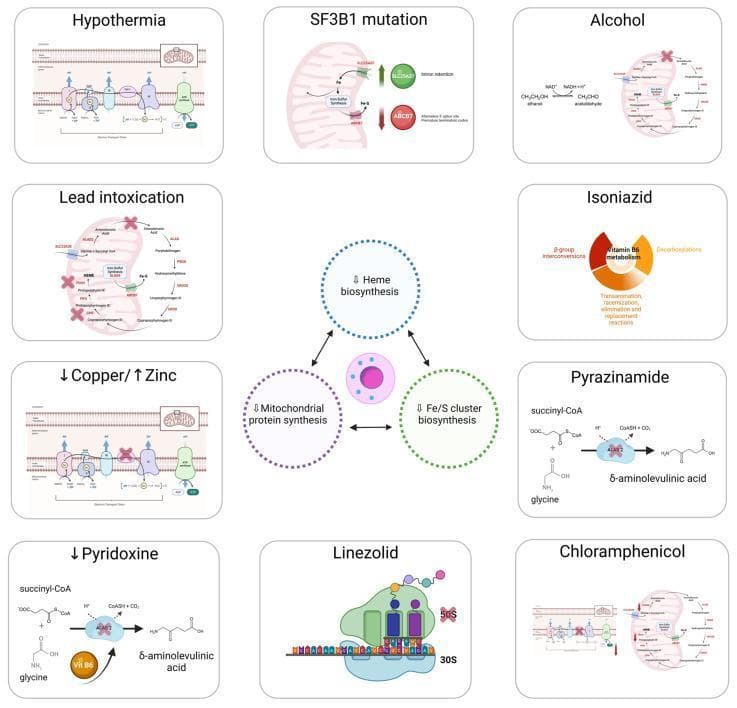 A multi-panel pathophysiology infographic illustrating the main causes of acquired sideroblastic anemia through mitochondrial dysfunction. The central diagram depicts an erythroblast surrounded by three key impaired processes: Heme biosynthesis, Mitochondrial protein synthesis, and Fe/S (iron-sulfur) cluster biosynthesis. Ten surrounding panels detail specific etiologies including Hypothermia, SF3B1 mutation (Myelodysplastic Syndrome), Alcohol, Lead intoxication, Isoniazid, Copper deficiency/Zinc excess, Pyrazinamide, Pyridoxine (Vitamin B6) deficiency, Linezolid, and Chloramphenicol. Each panel uses molecular models to show specific inhibitory sites: for example, the inhibition of ALA-synthase by lead and vitamin B6 deficiency, or the disruption of the mitochondrial ribosome (30S and 50S subunits) by antibiotics like linezolid. The visual highlights how diverse toxic, nutritional, and genetic factors converge on mitochondrial metabolism, leading to iron overload in erythroblasts and the subsequent formation of ring sideroblasts.