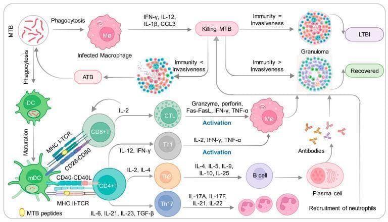 This pathophysiology diagram illustrates the innate and adaptive immune responses to Mycobacterium tuberculosis (MTB). The process begins with MTB phagocytosis by alveolar macrophages (MΦ) and immature dendritic cells (iDC). The iDCs undergo maturation into mDCs, presenting MTB peptides via MHC I and MHC II to CD8+ and CD4+ T cells, involving costimulatory molecules CD28-CD80 and CD40-CD40L. Activated CD8+ T cells differentiate into Cytotoxic T Lymphocytes (CTLs), releasing granzymes and perforin to activate macrophages for MTB killing. CD4+ T cells differentiate into Th1, Th2, or Th17 subsets, each secreting specific cytokines (e.g., IFN-γ, IL-4, IL-17) to modulate macrophage activation, B cell response, or neutrophil recruitment. The diagram further correlates immune outcomes with granuloma morphology: a state of 'Immunity = Invasiveness' leads to Latent TB Infection (LTBI) with a stable granuloma; 'Immunity > Invasiveness' leads to recovery with a resolving granuloma; and 'Immunity < Invasiveness' results in Active Tuberculosis (ATB) with granuloma breakdown and bacterial escape.